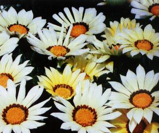 gazania